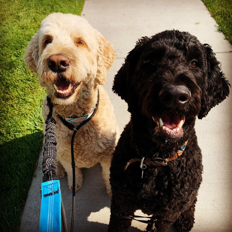 Denver Dog Walkers photo 2