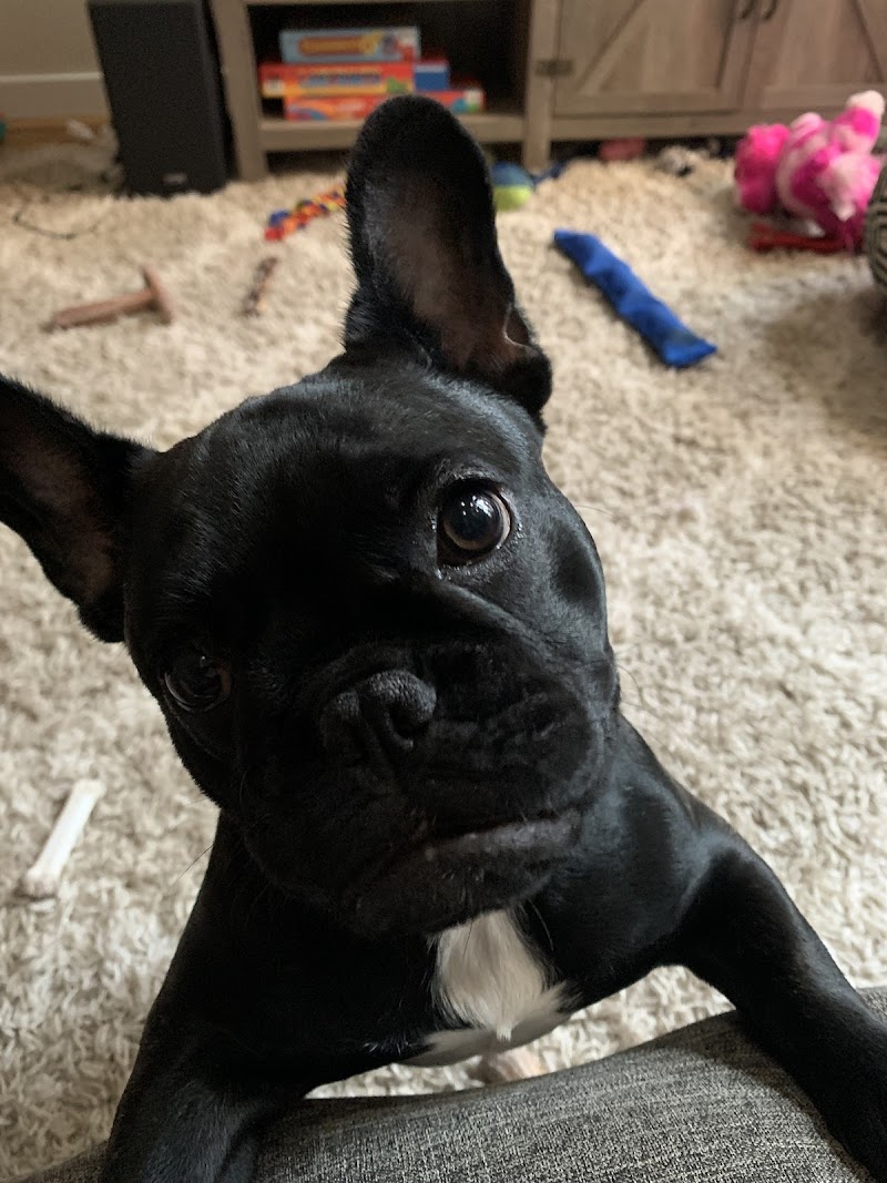 Denver Dog Walkers photo 3