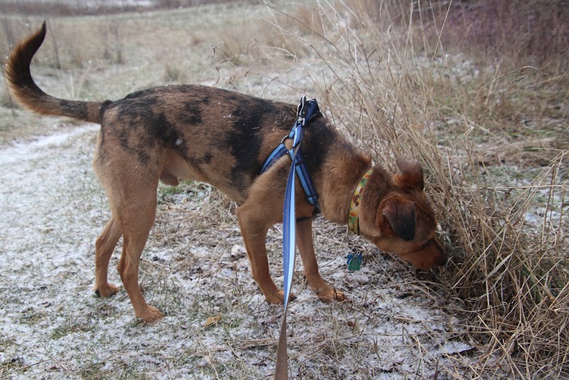 Desert Breeze Dog Park