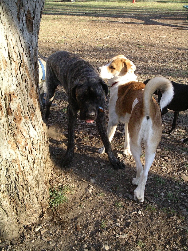 Desert Breeze Dog Park photo 3