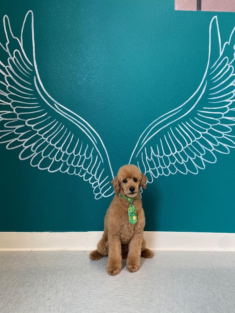 Desert Pet Spa photo 2