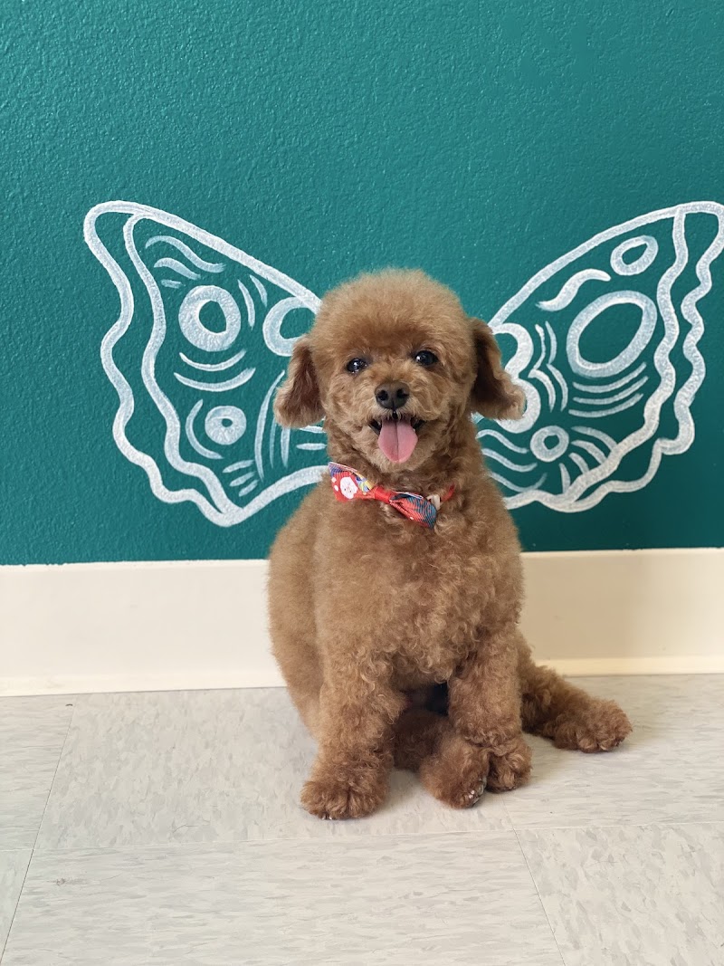 Desert Pet Spa photo 3