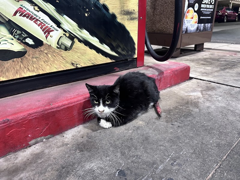 Desert Whiskers Rescue