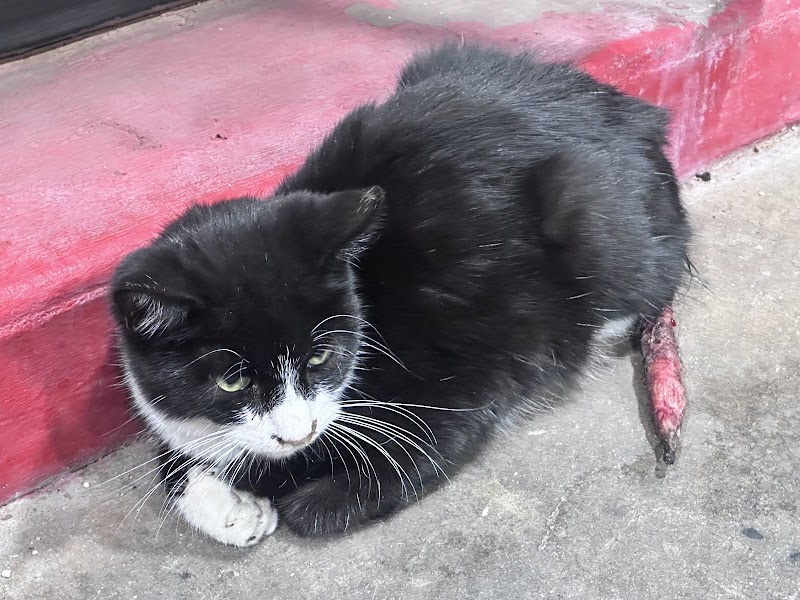 Desert Whiskers Rescue photo 2