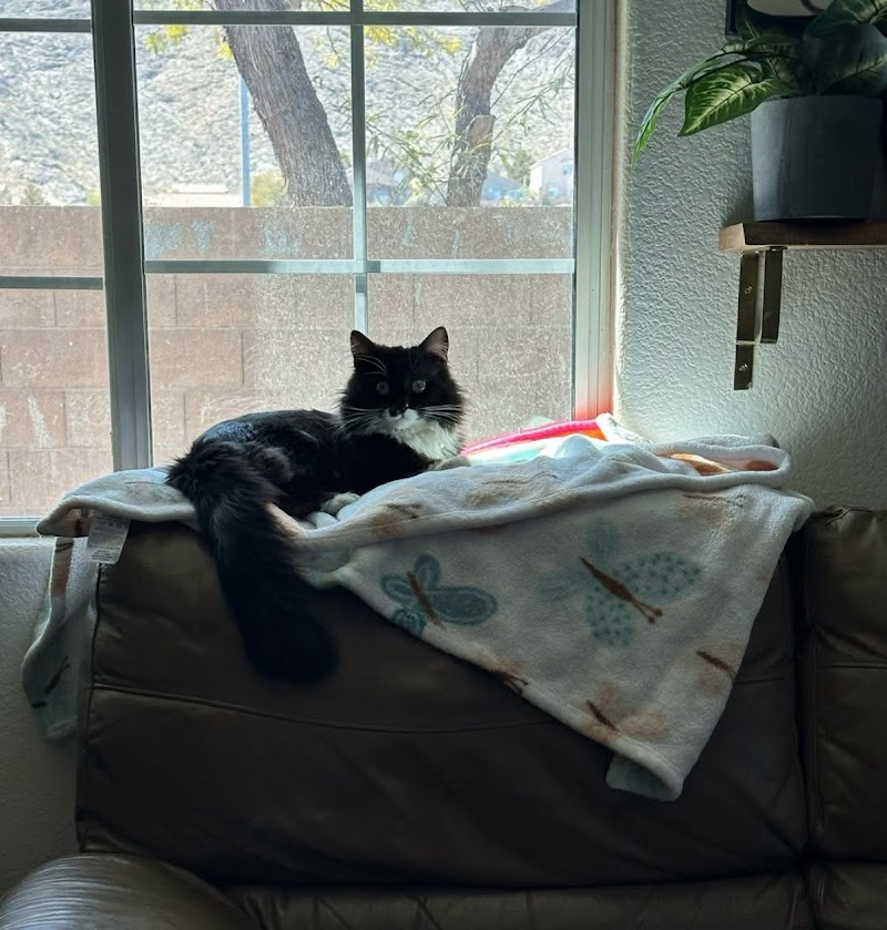 Desert Whiskers Rescue photo 3