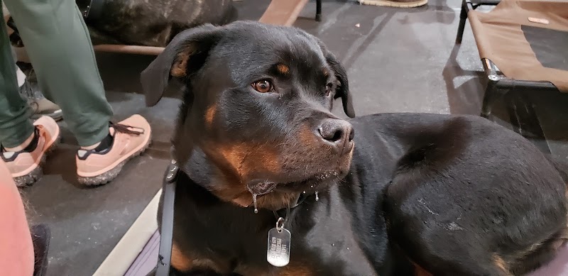 Devotion to Dogs photo 2