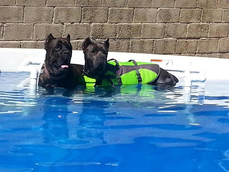 Devotion to Dogs photo 3