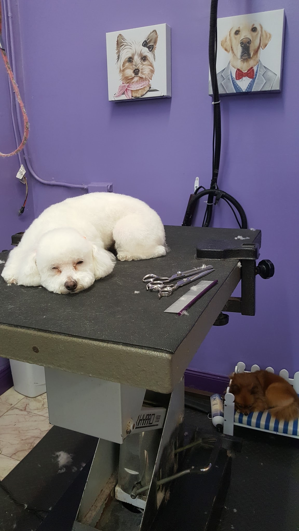 Dewberry Dogs Spa
