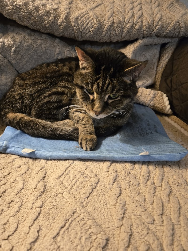 Mayfair Animal Hospital & ER photo 3