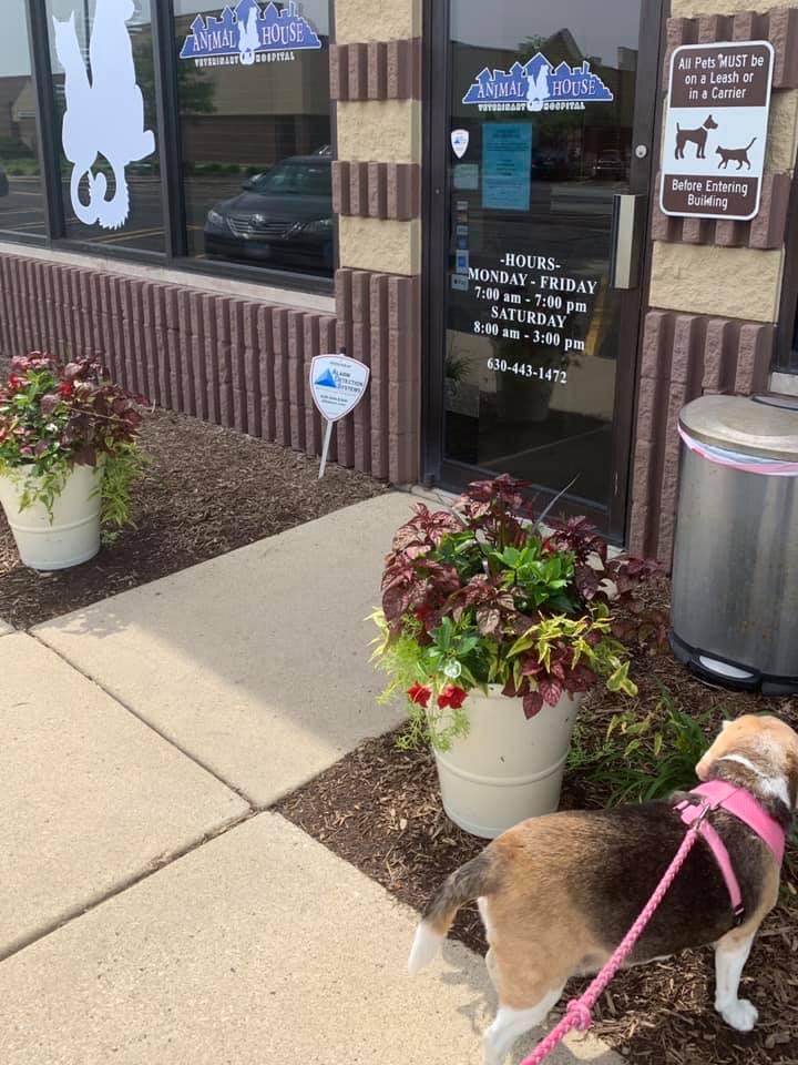 Animal House Veterinary Hospital