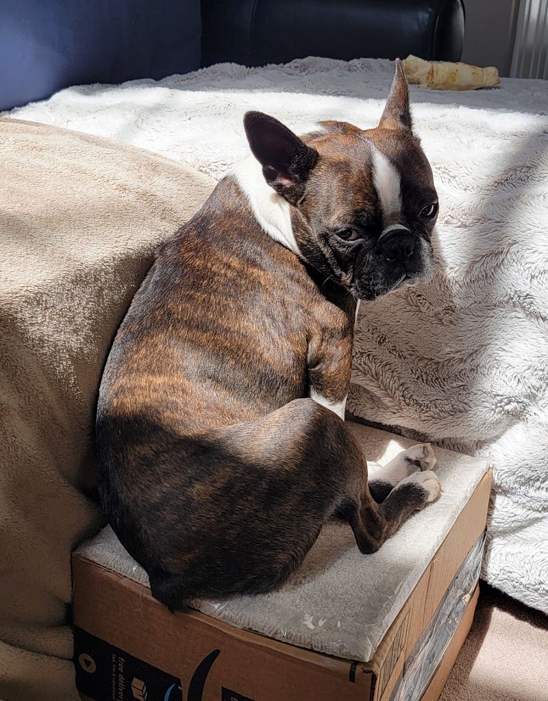 Animal House Veterinary Hospital photo 2