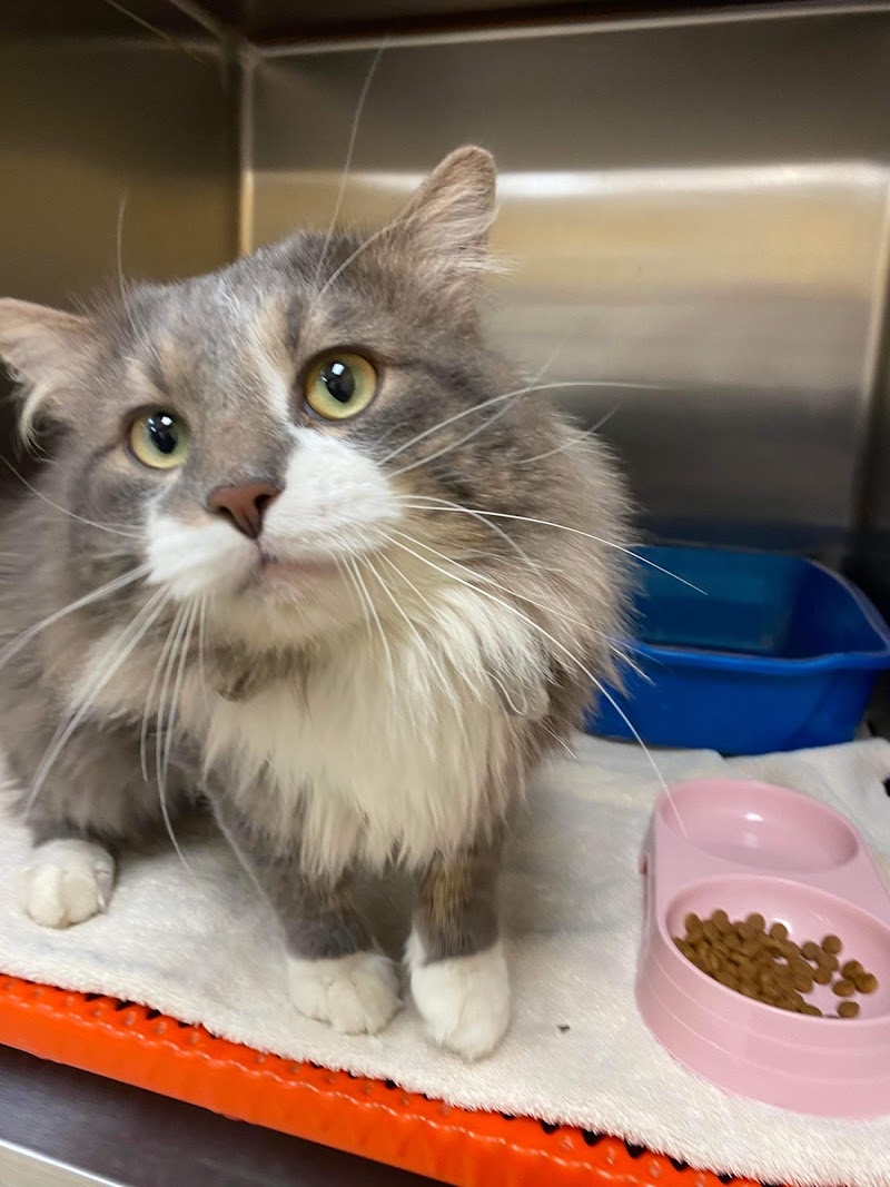 Animal House Veterinary Hospital photo 3