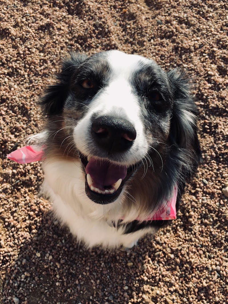 Digstown Doggie Day Care, Lodge, and Spaw