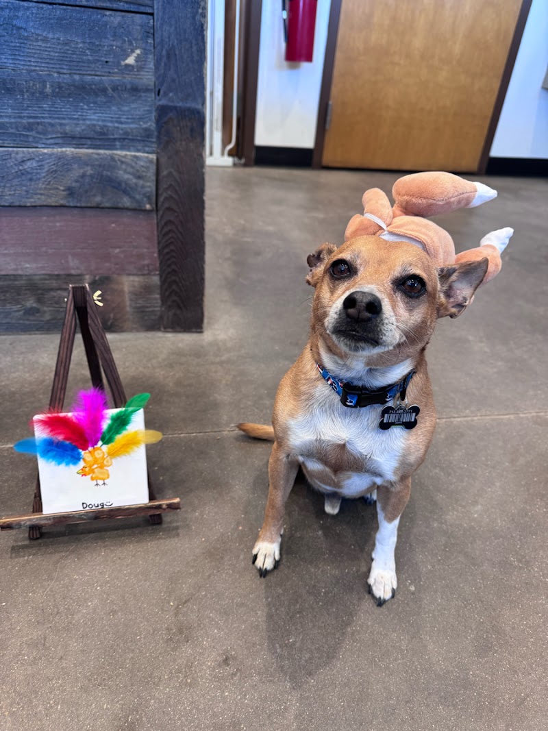 Digstown Doggie Day Care, Lodge, and Spaw photo 2