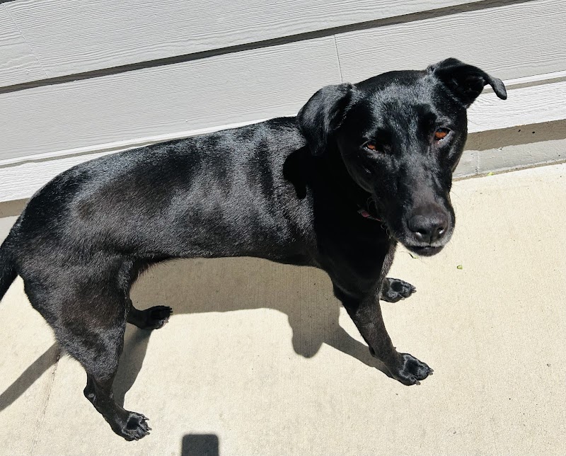 Digstown Doggie Day Care, Lodge, and Spaw photo 3