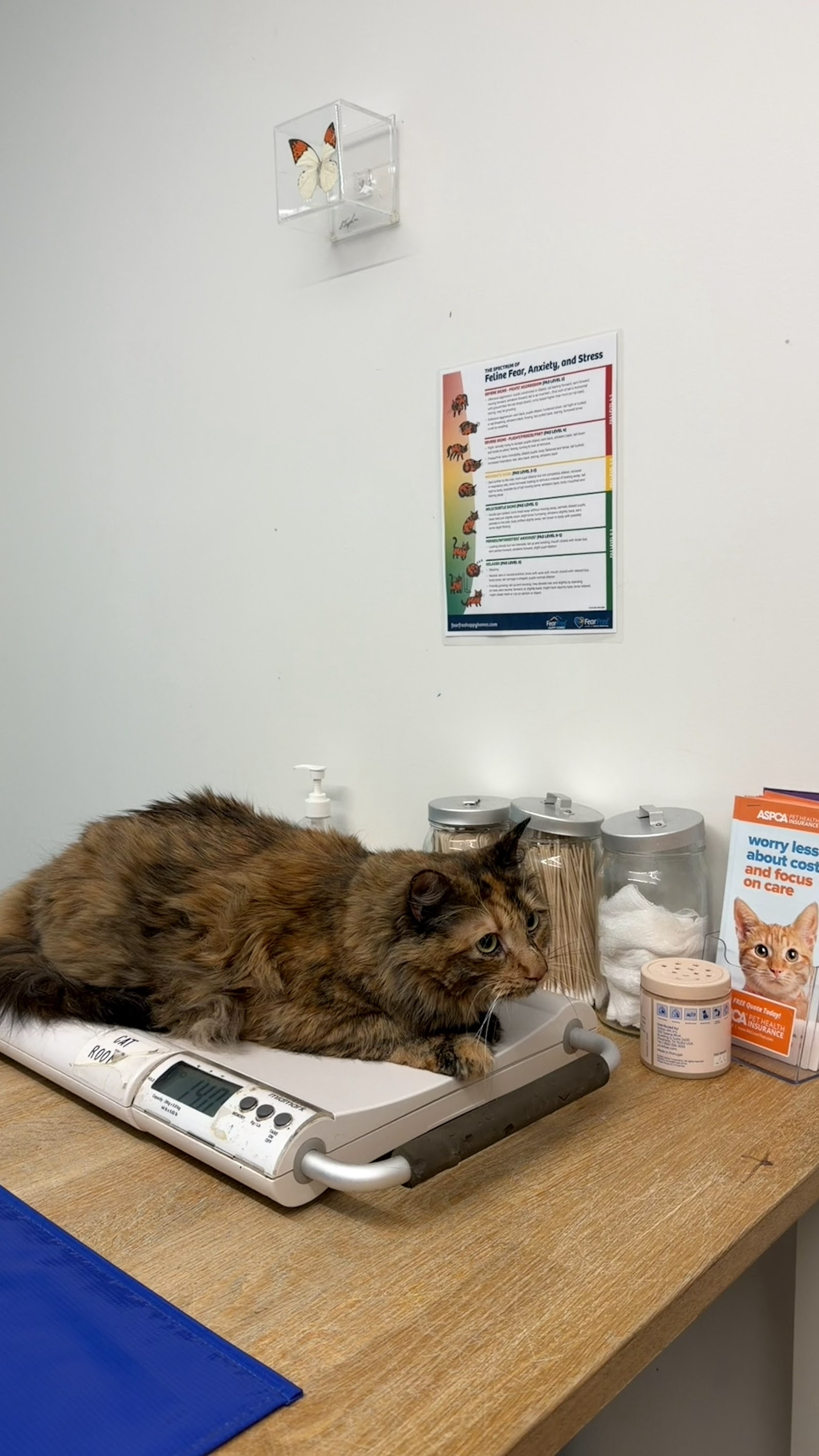 District Veterinary Hospital Brookland