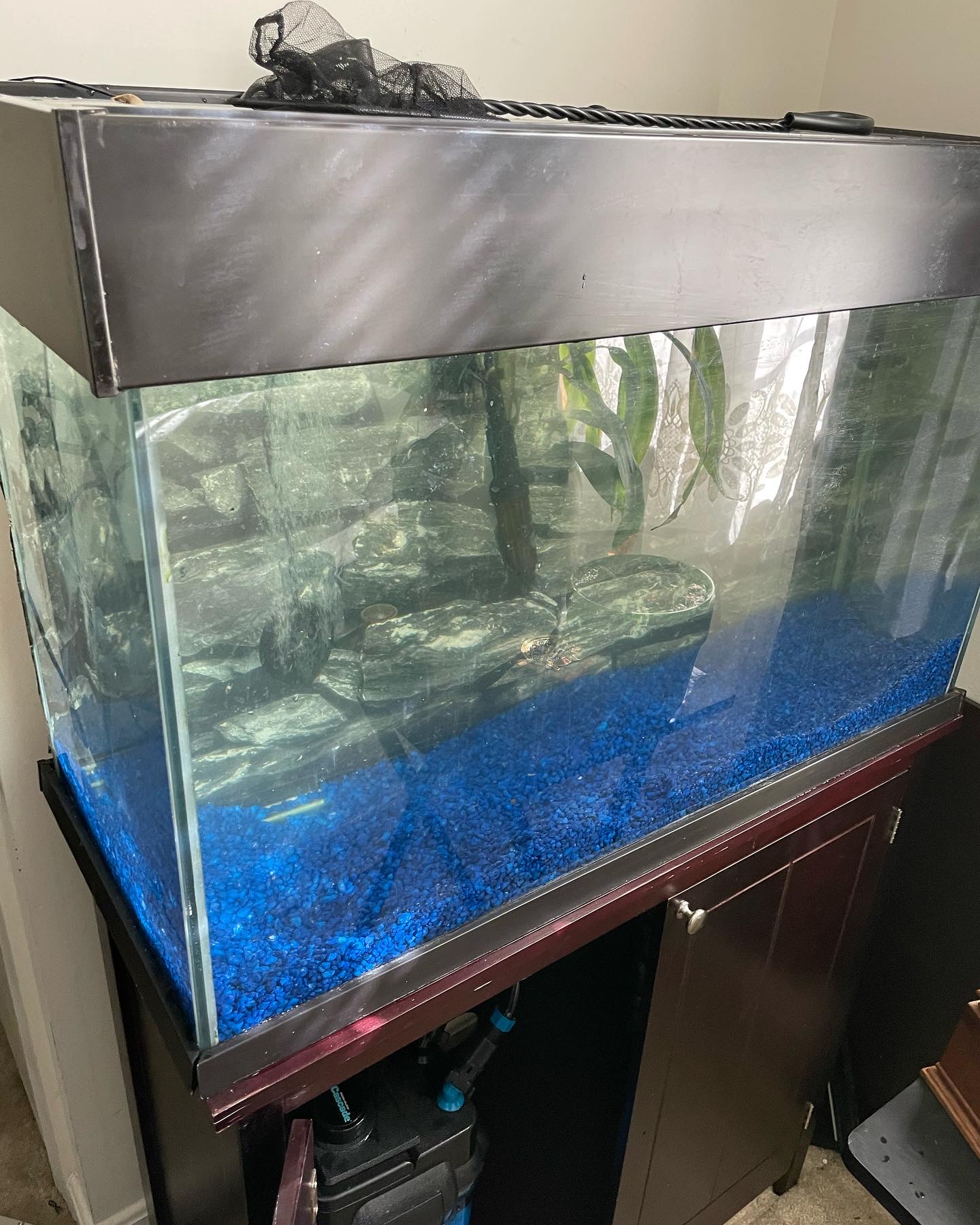 DMV aquarium hookup