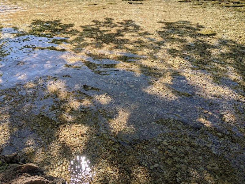 Dog Barton Springs photo 3