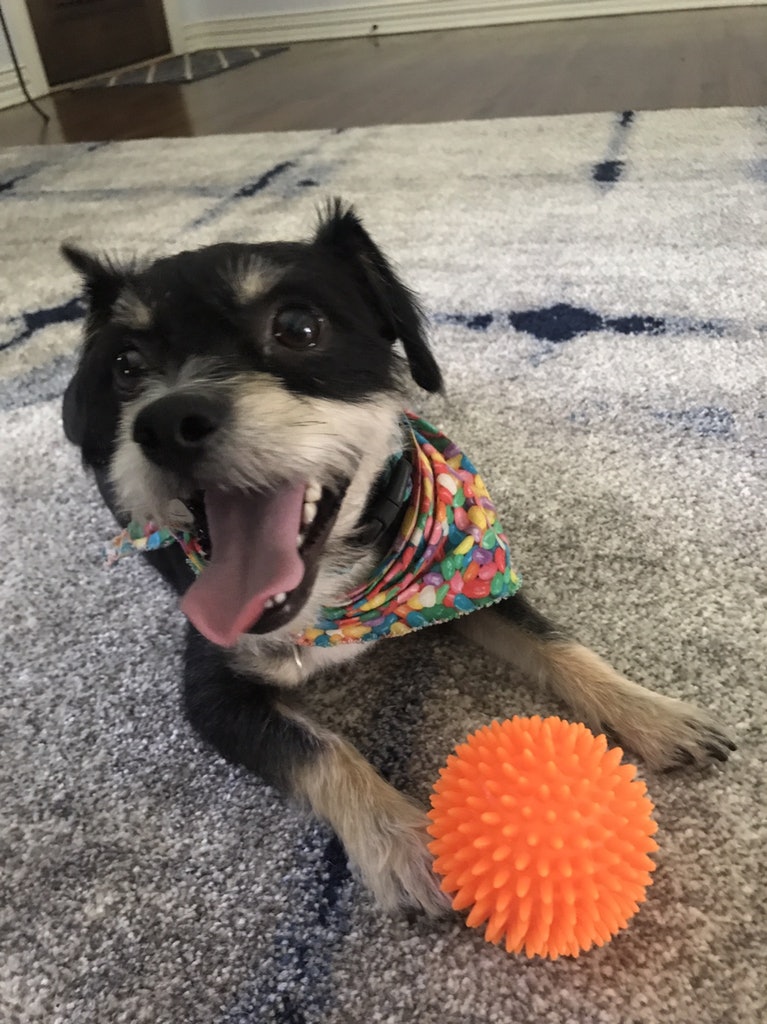 Dog Bone Pet Sitting and Dog Walking