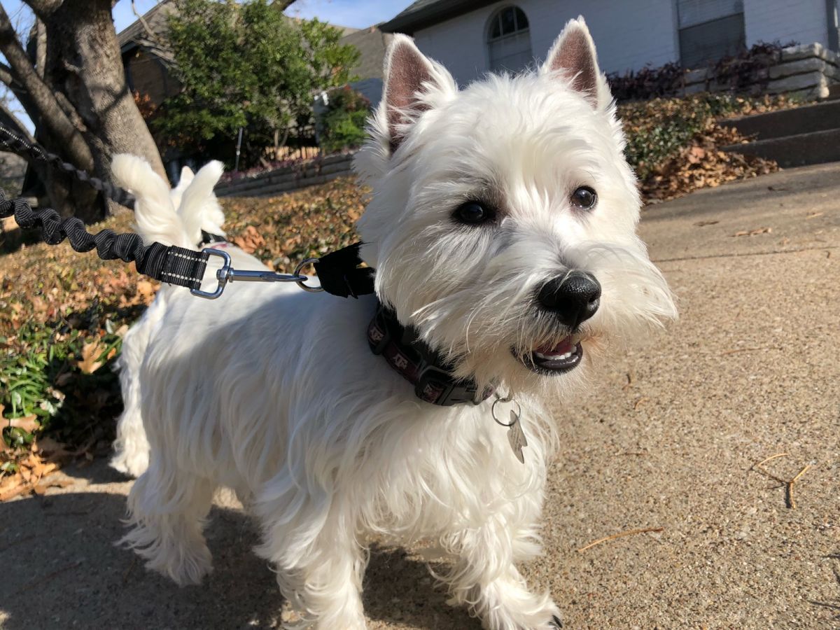 Dog Bone Pet Sitting and Dog Walking photo 2