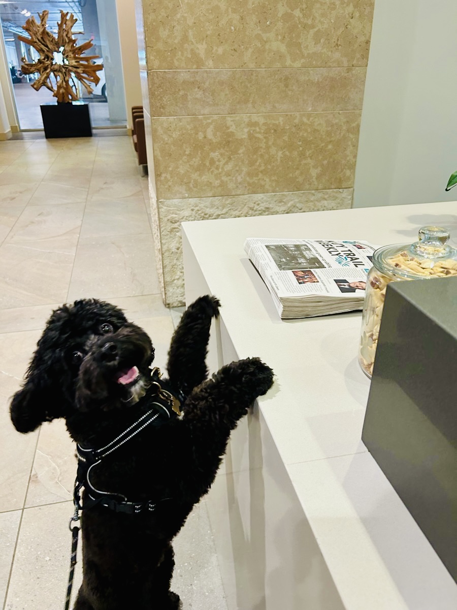 Dog Bone Pet Sitting and Dog Walking photo 3