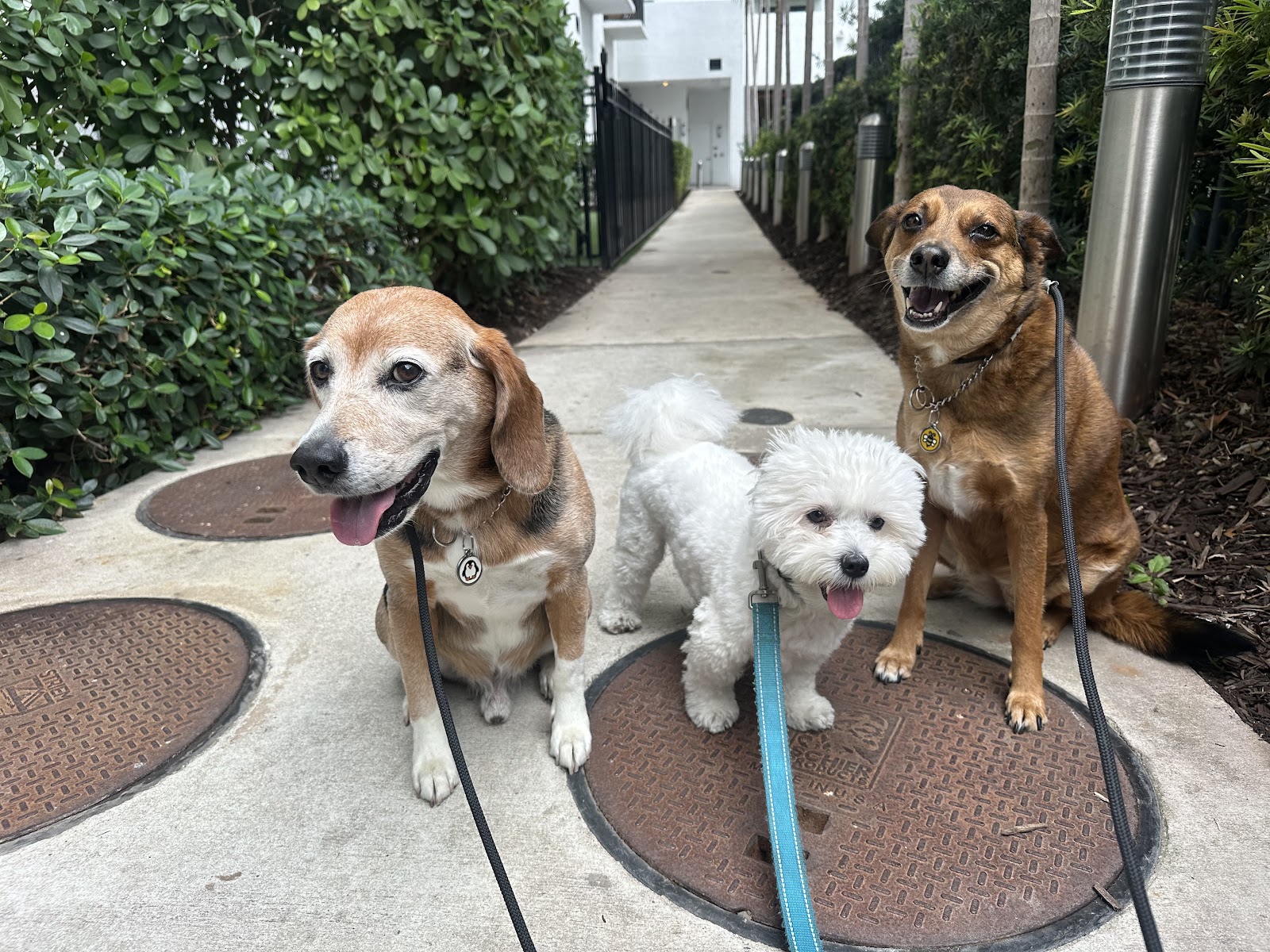 Dog Days of Brickell
