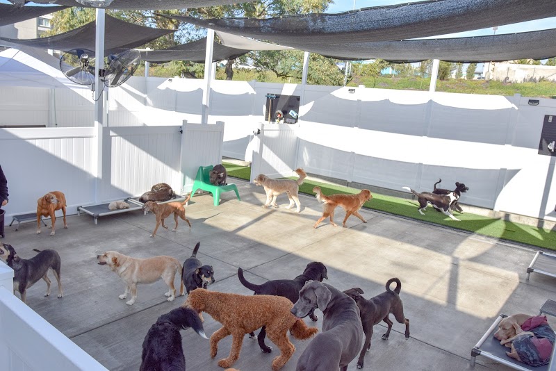 Dog Days San Diego photo 2