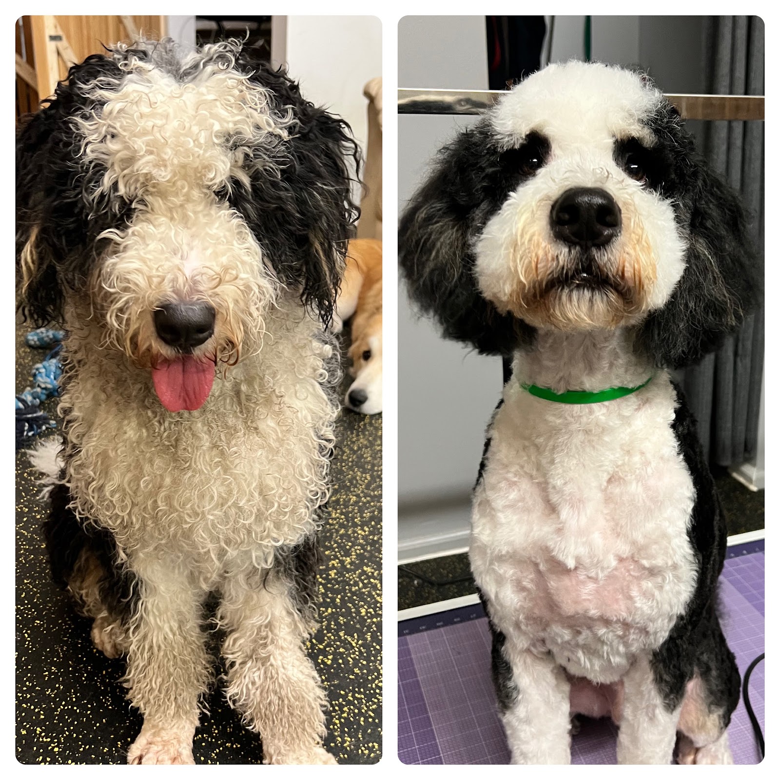 Dog Dayzzz Daycare