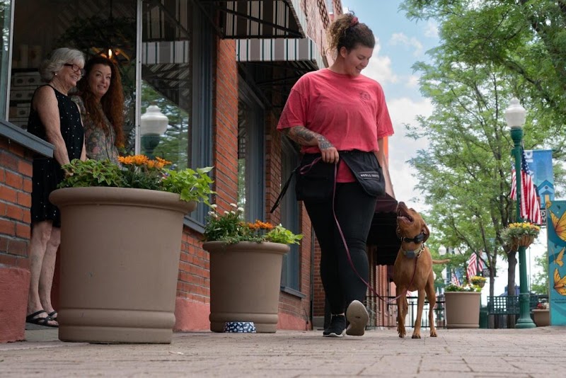 Dog Dynamix | Dog Training | Dog Board and Train | Puppy Training