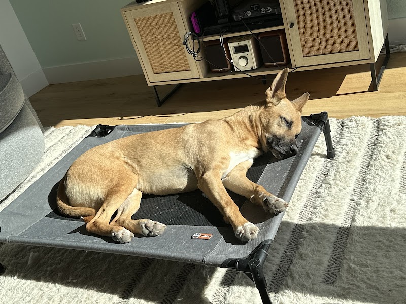 Dog Dynamix | Dog Training | Dog Board and Train | Puppy Training photo 2