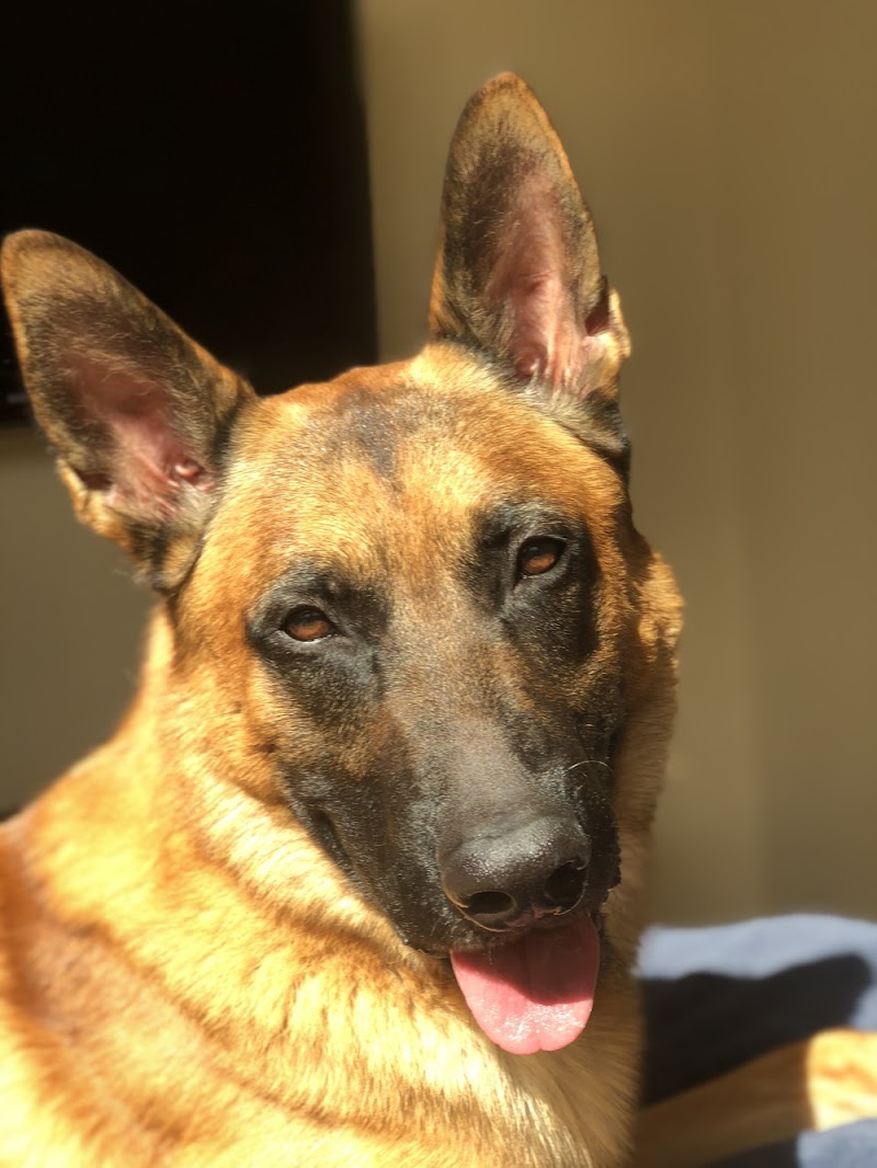 Dog Dynamix | Dog Training | Dog Board and Train | Puppy Training photo 3