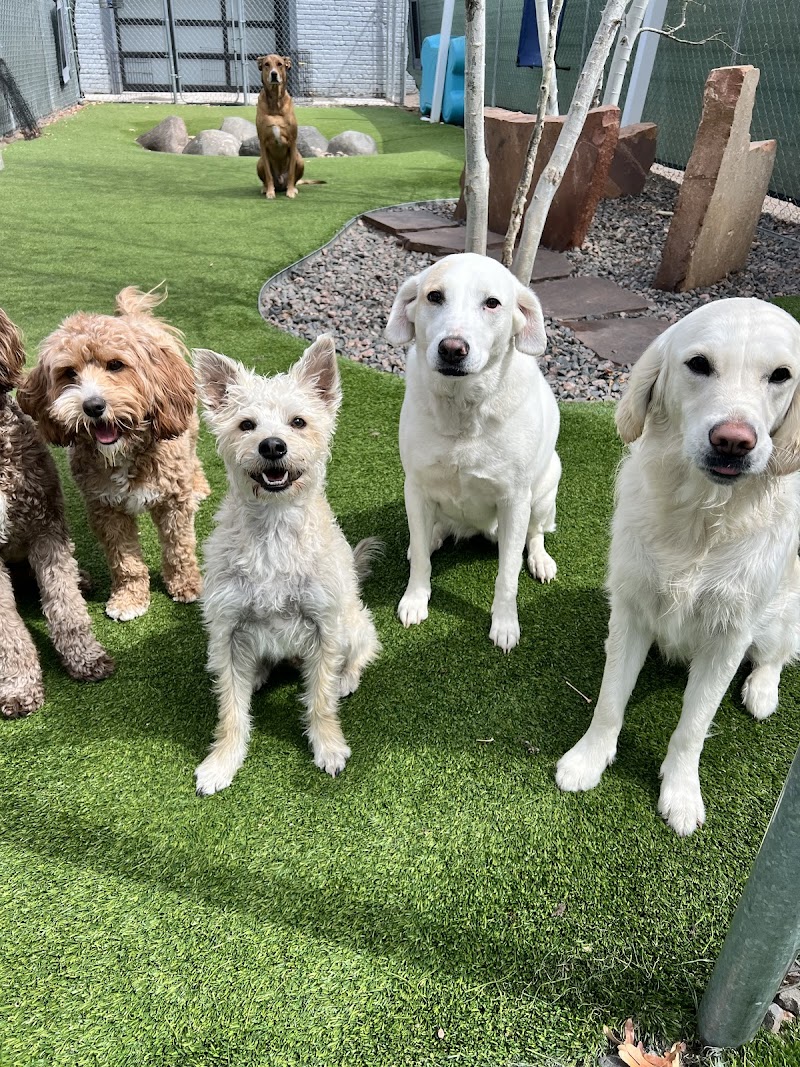 Dog House Denver photo 3