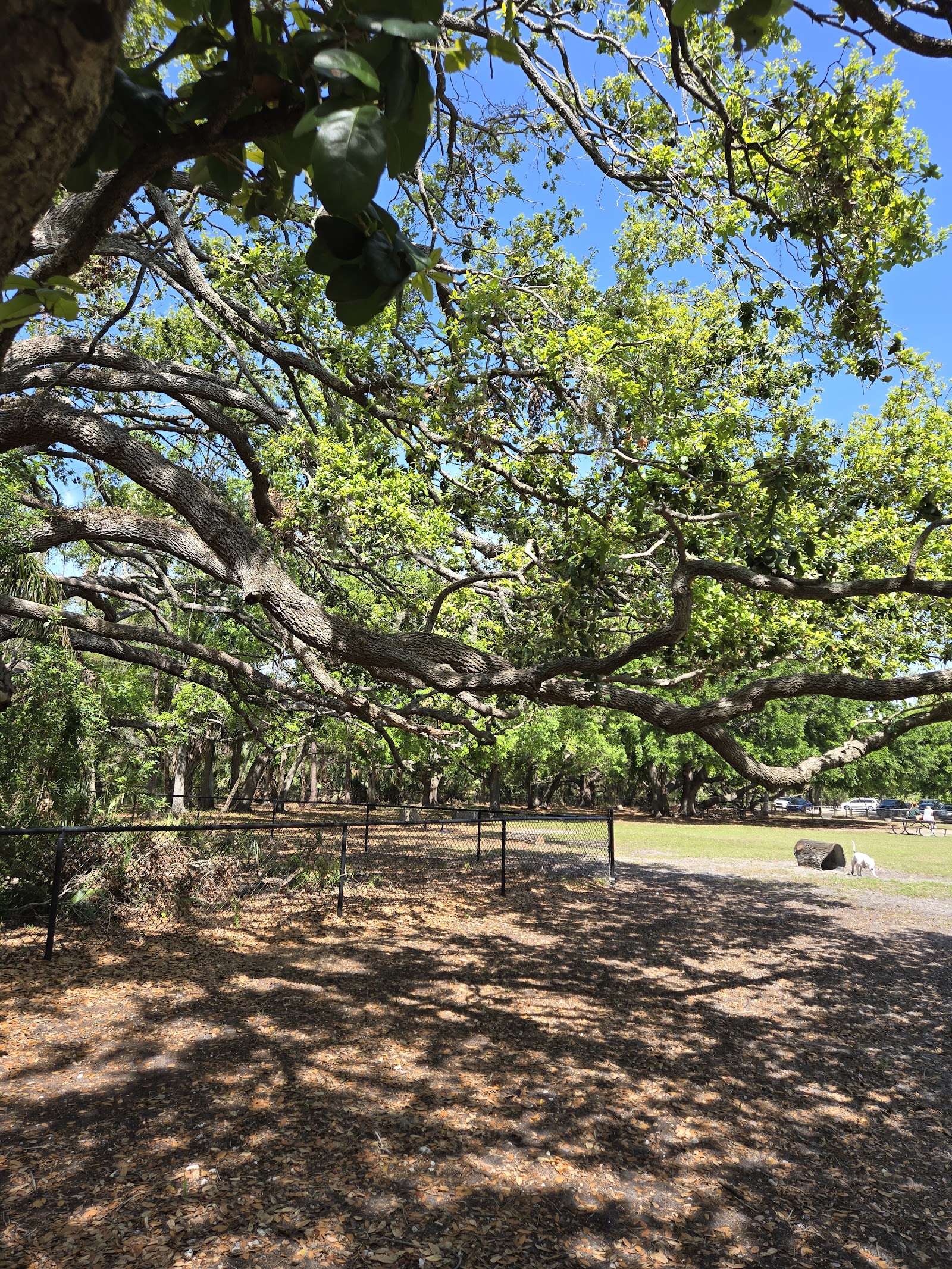 Dog Park at Al Lopez Park