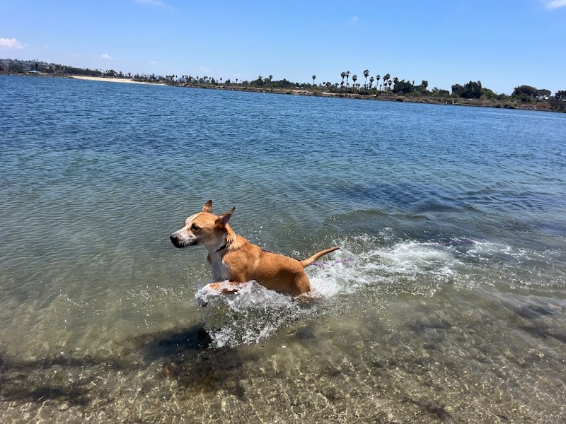 Dog Tired San Diego photo 2