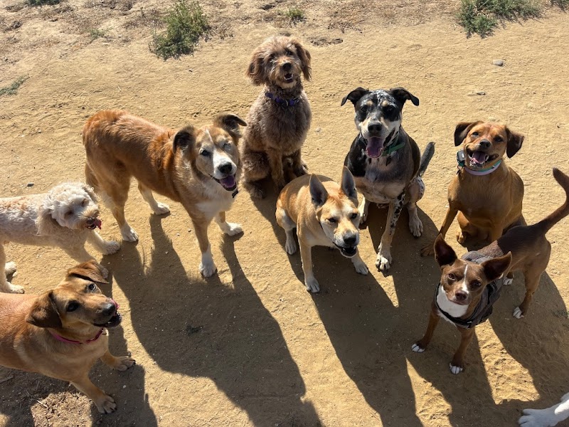 Dog Tired San Diego photo 3