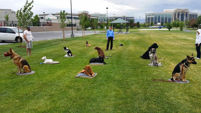 Dog Training Elite Austin photo 3