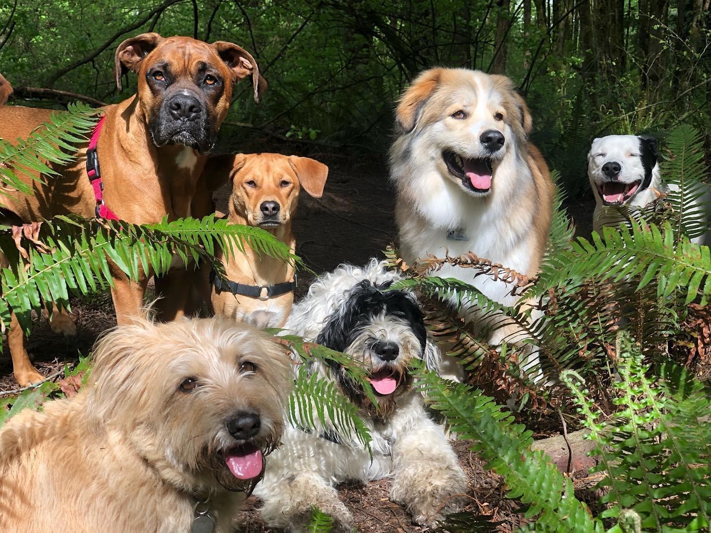 Dog Trots