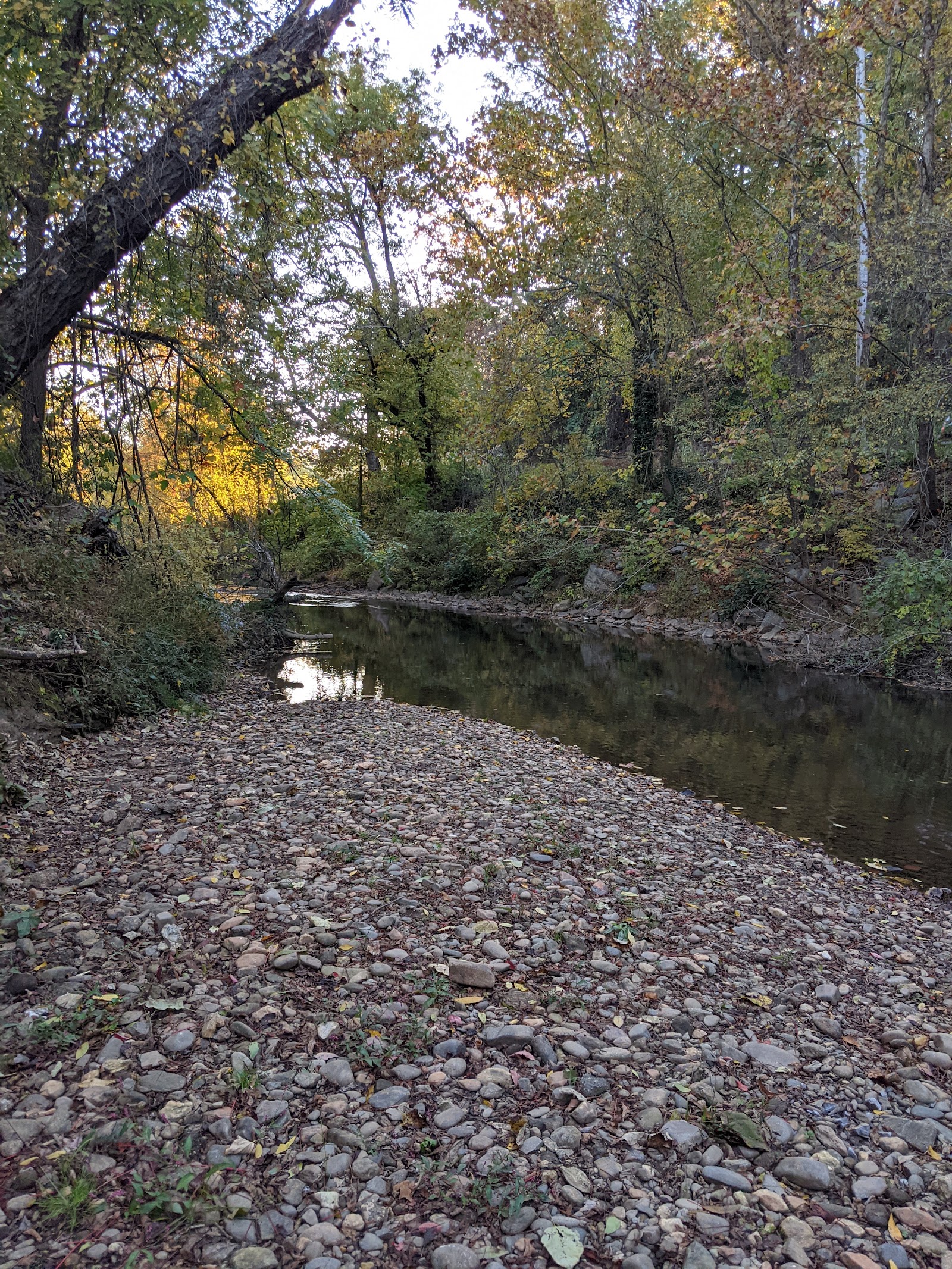 Dog Walk Park