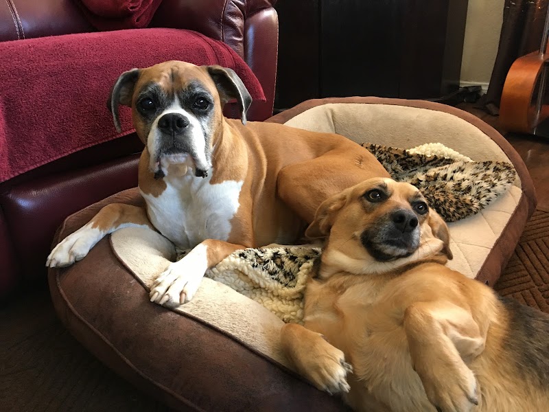 Dog Walks 'N More, LLC photo 3