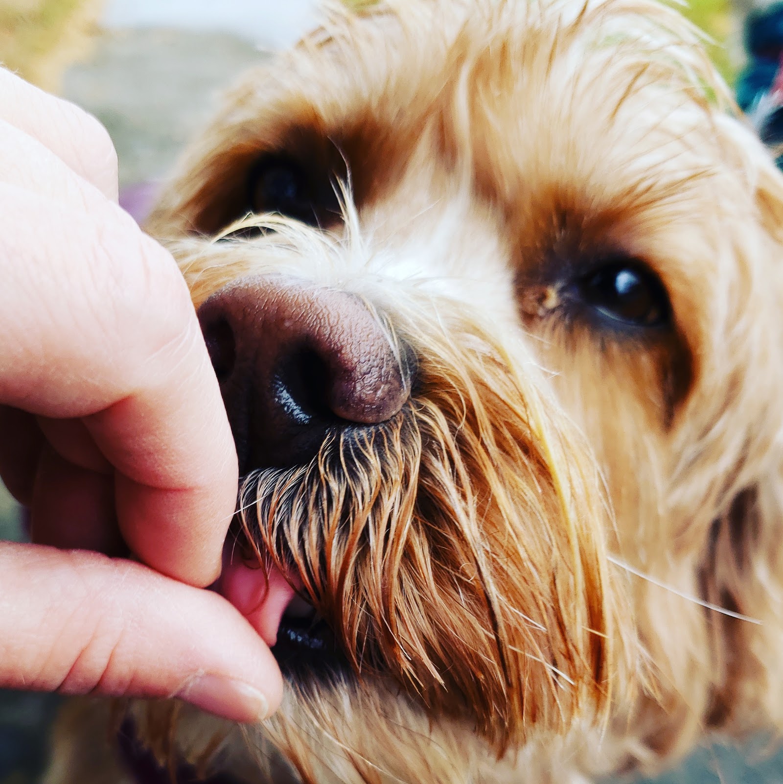 Doggie Deeds