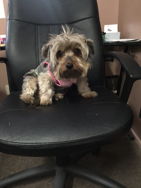 Doggie Doggie Taxi Service