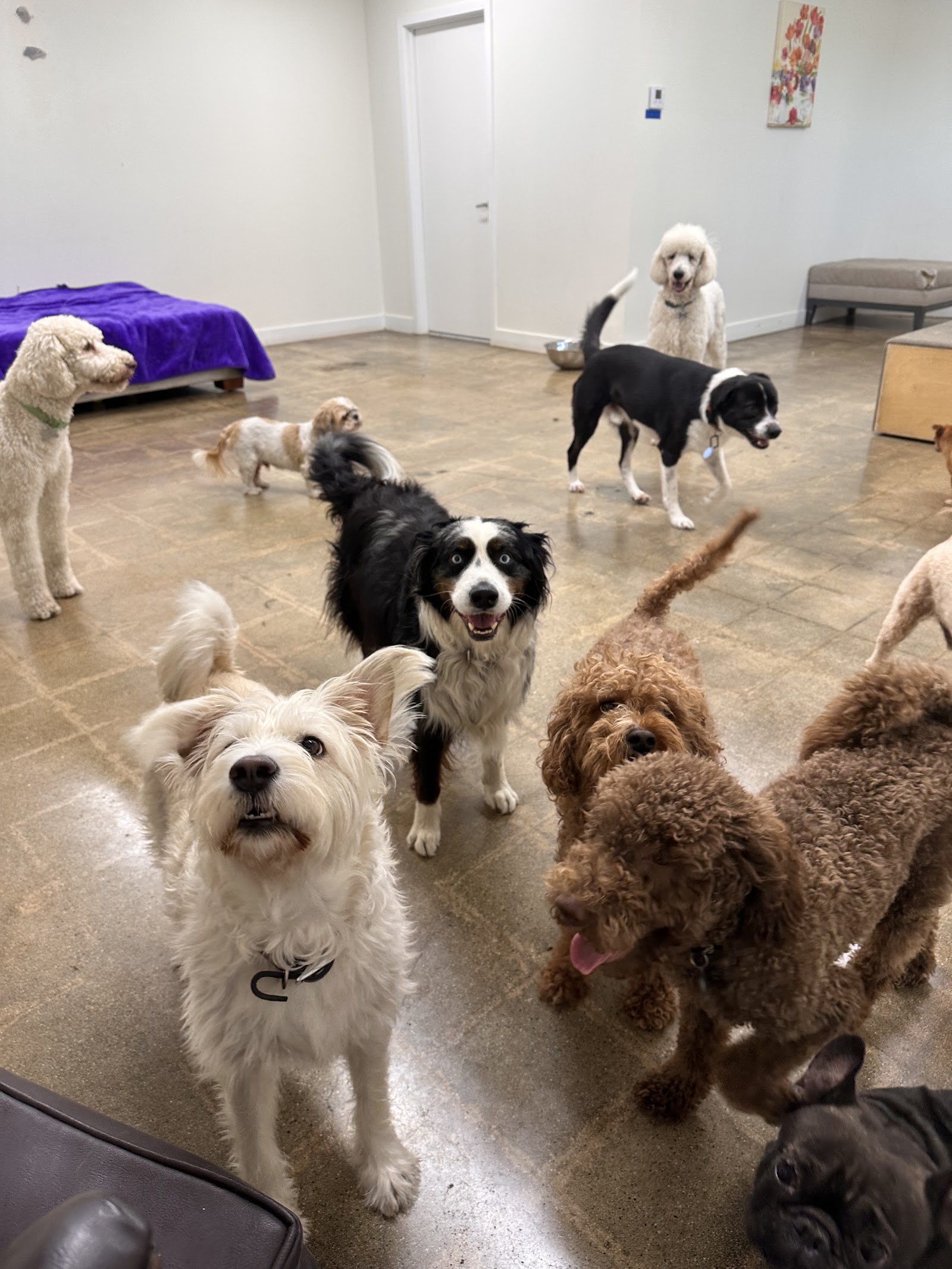 Doggie World Daycare