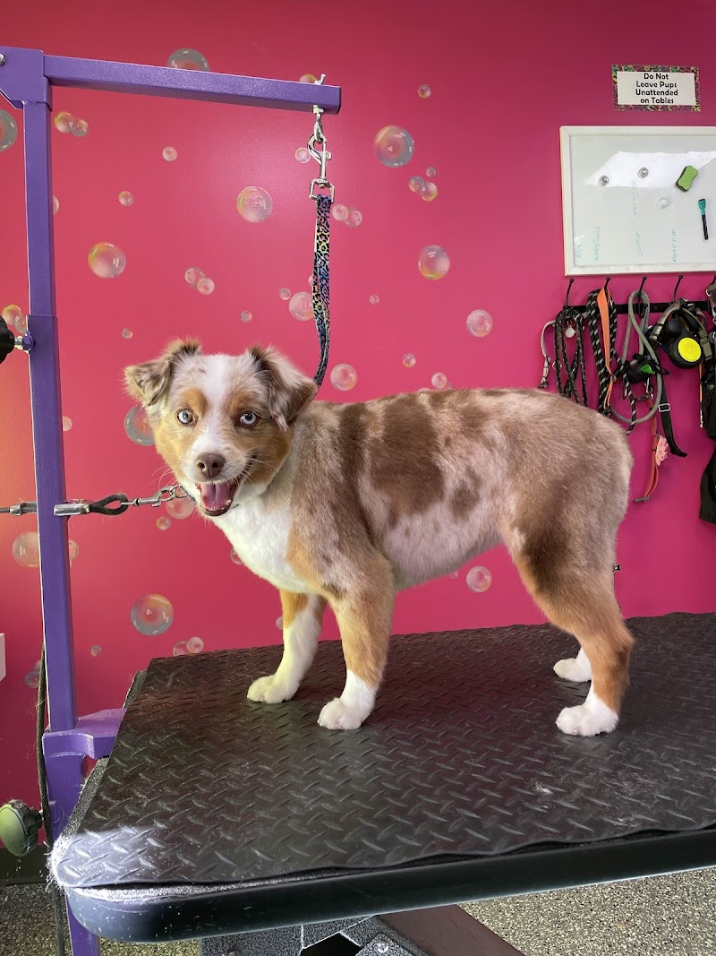 Doggy Style Salon