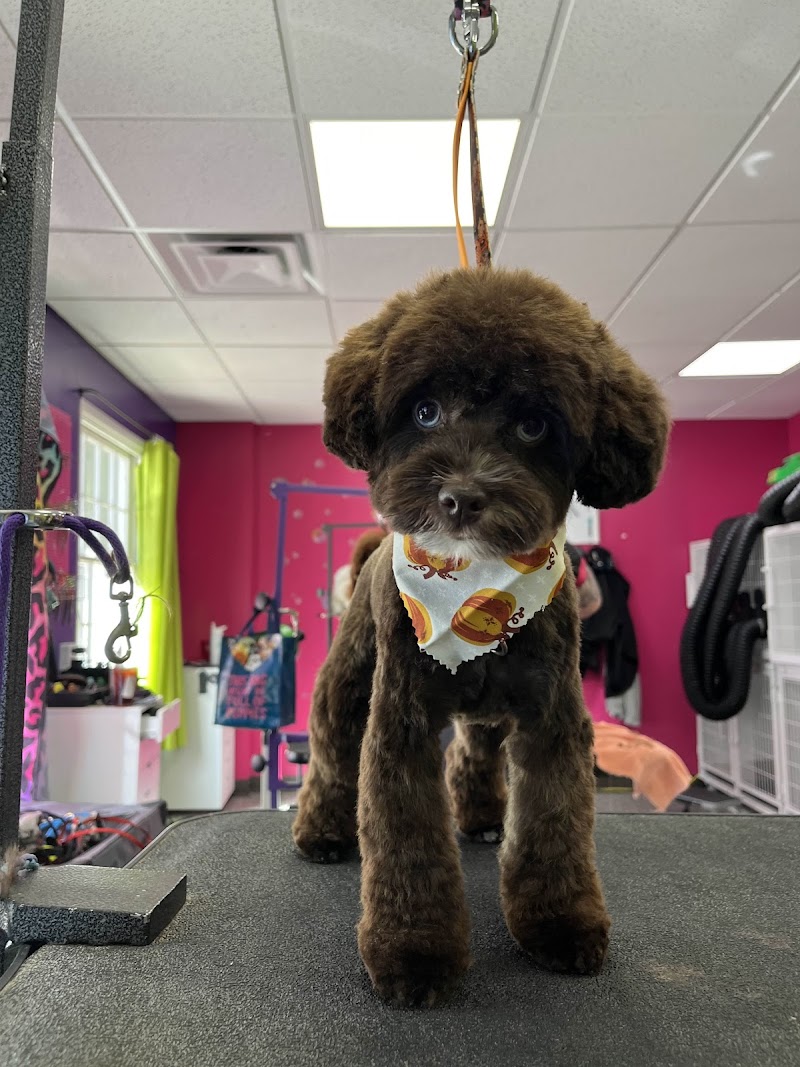 Doggy Style Salon photo 2