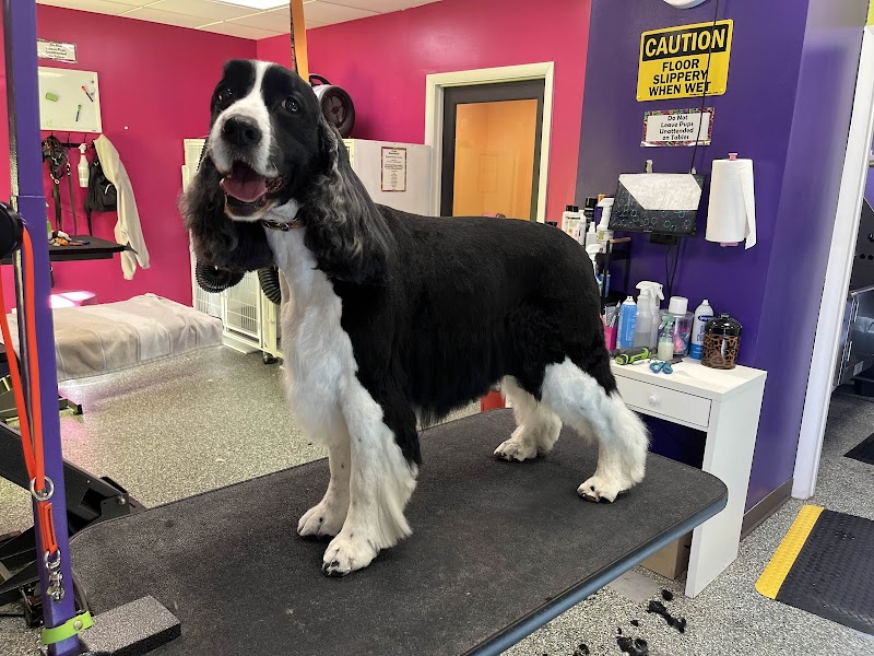 Doggy Style Salon photo 3