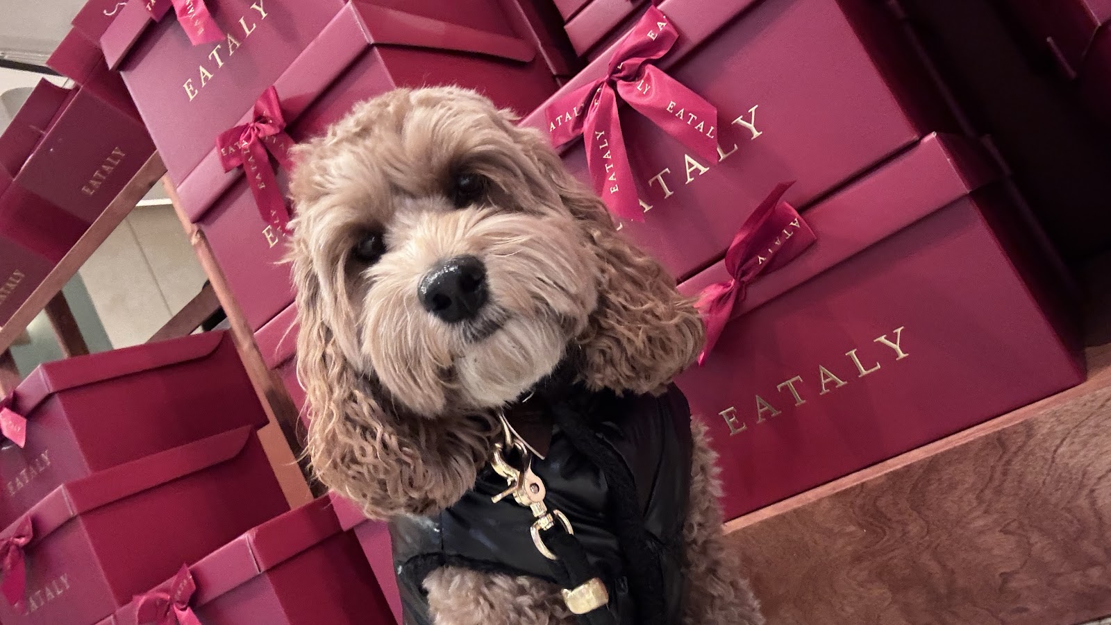 Dogs & and The city Behavioral Research