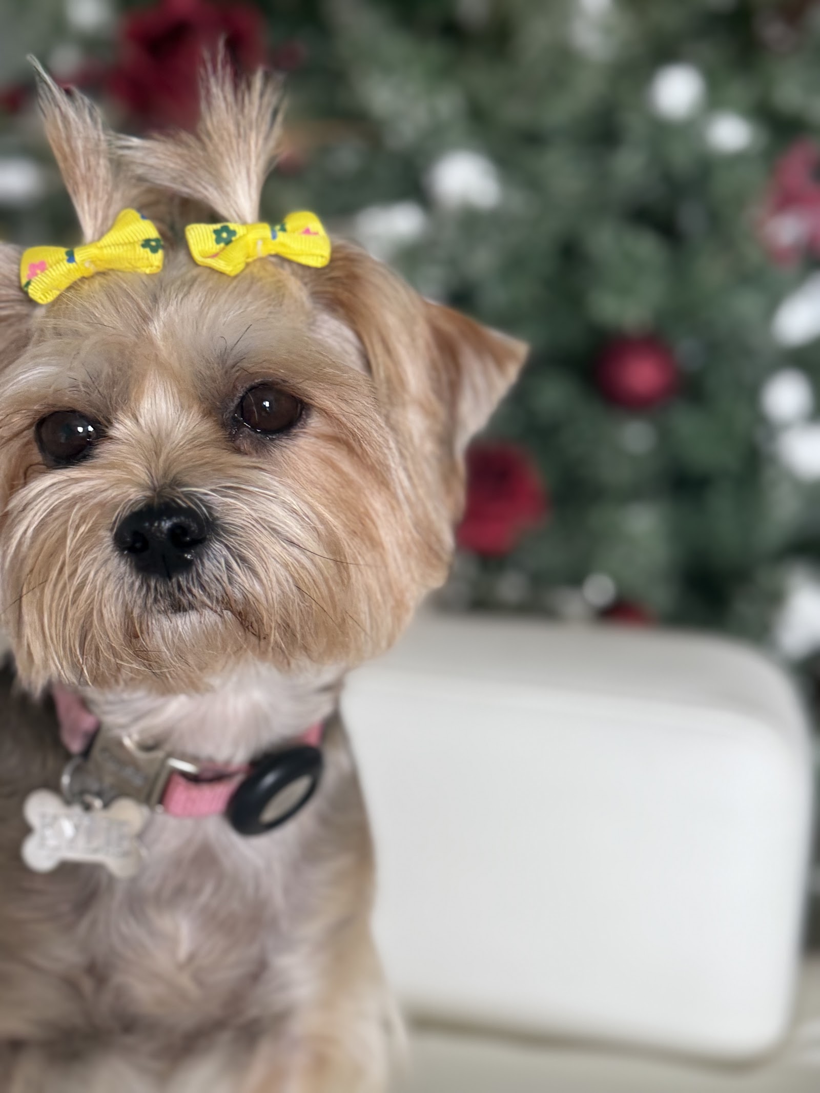 Dogs Mini Miami