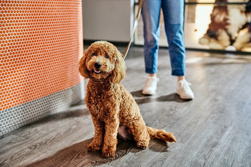 Dogtopia of South Summerlin photo 2