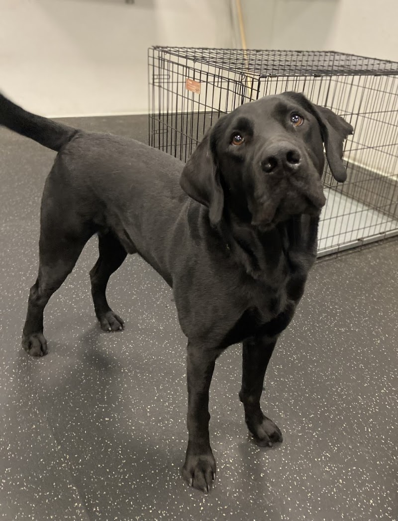 Dogtopia of South Summerlin photo 3