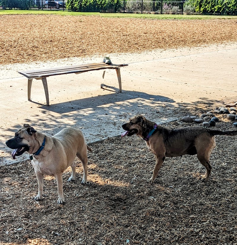 Domain Central Bark photo 3